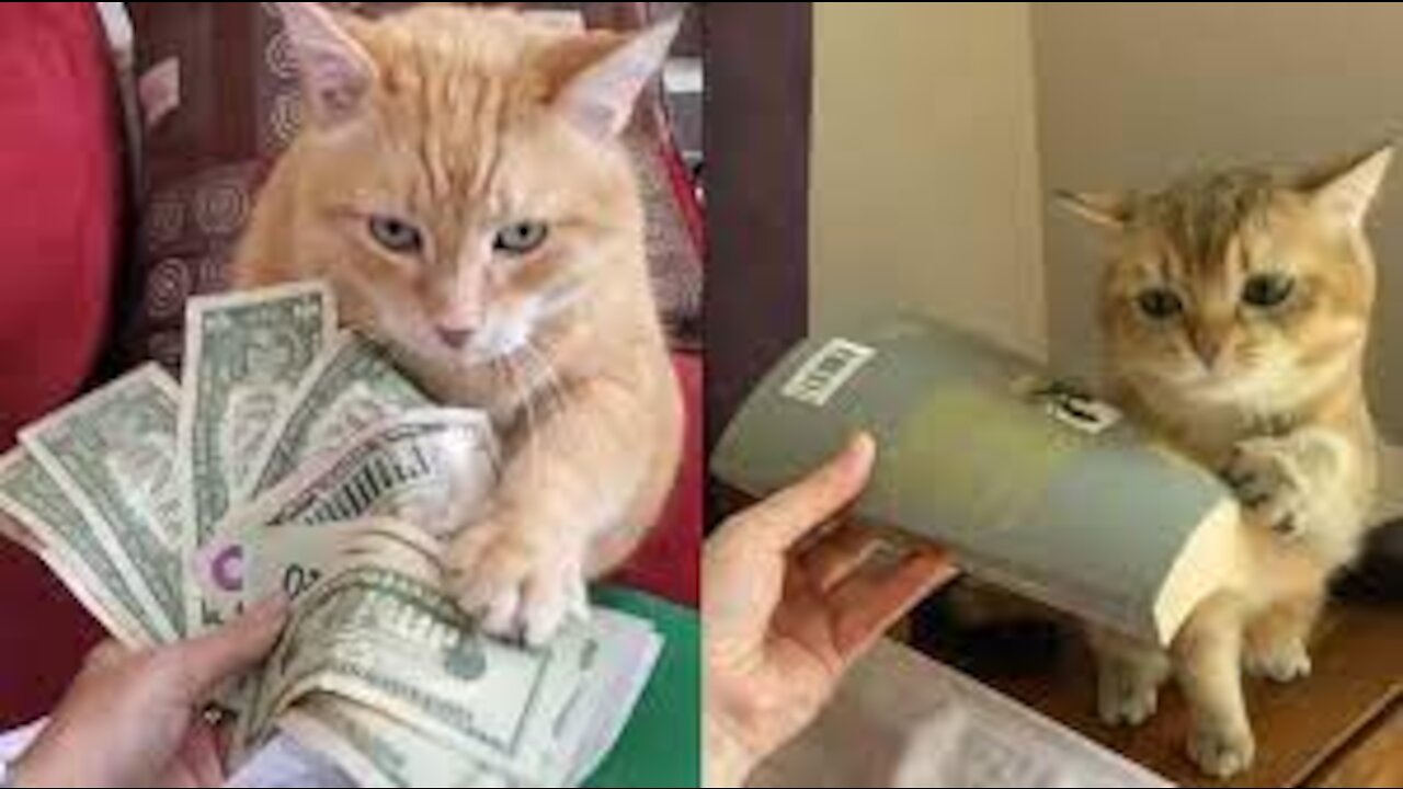 cat funny complication - Funny Video 2021