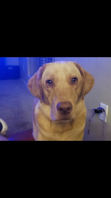 My puppy loves me. Brodie is cool