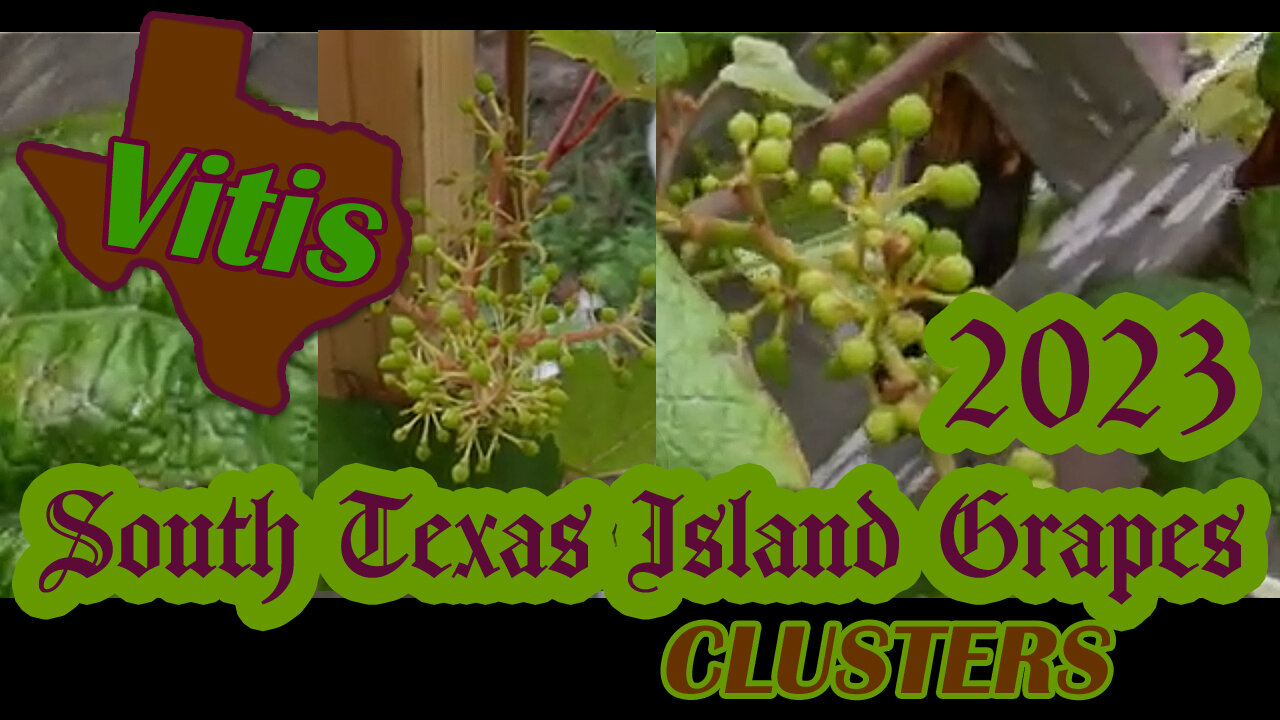 South Texas Grapes Updates