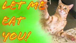 Funny Cat Attacks Feather Duster [Bunny Kicks!] 😄