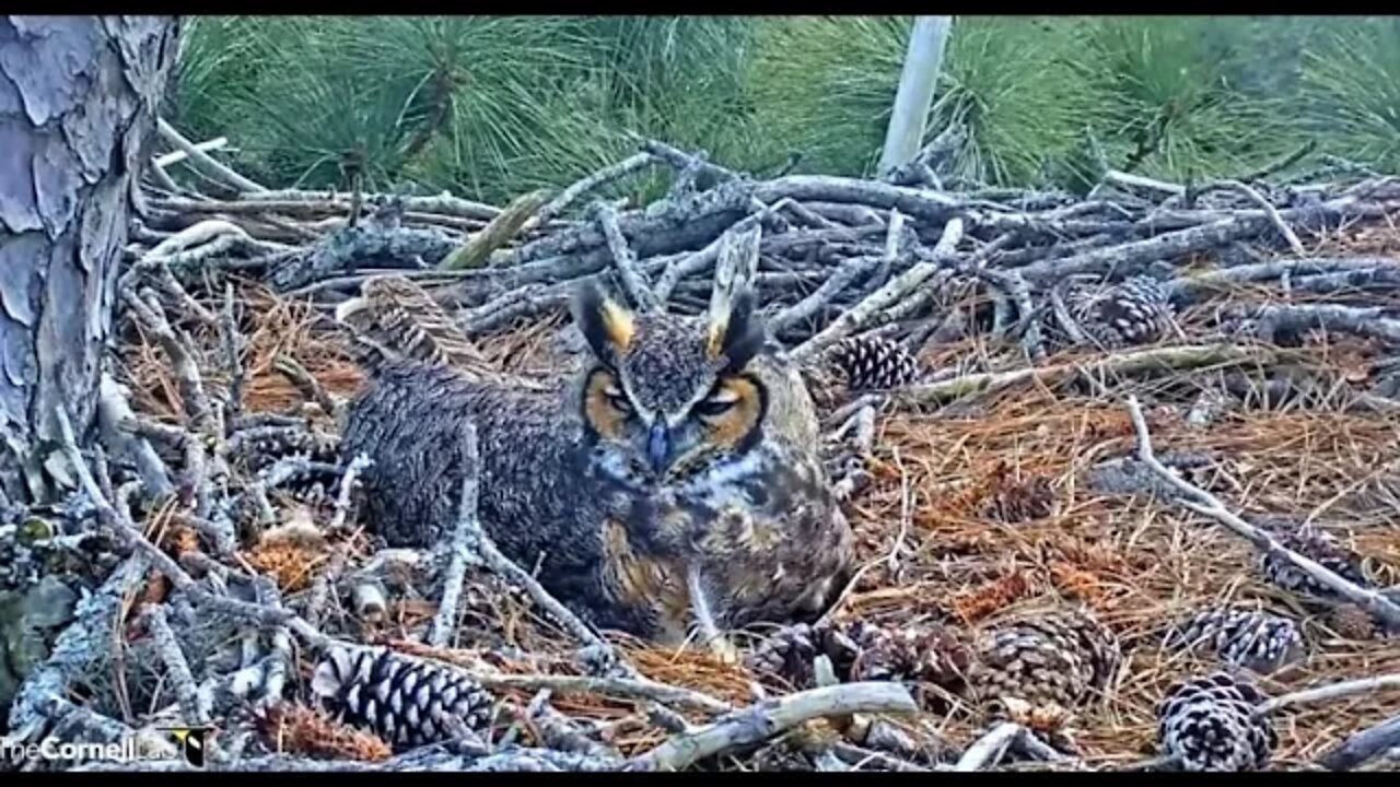 Cleaning Her Beak and Rolling Her Egg 🦉 2/11/22 14:11