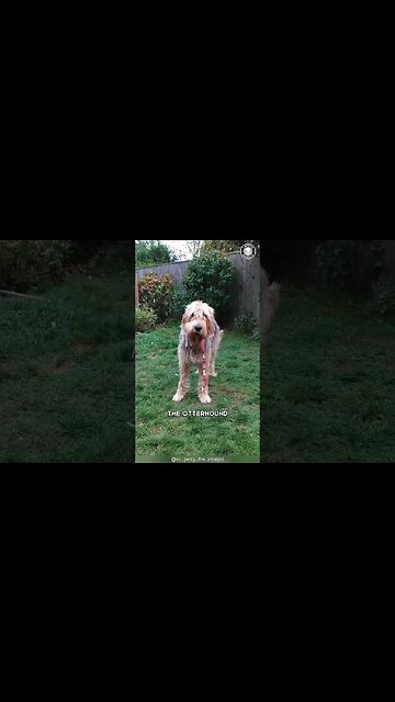 Otterhound 🦦 From Otter Hunter to Companion!