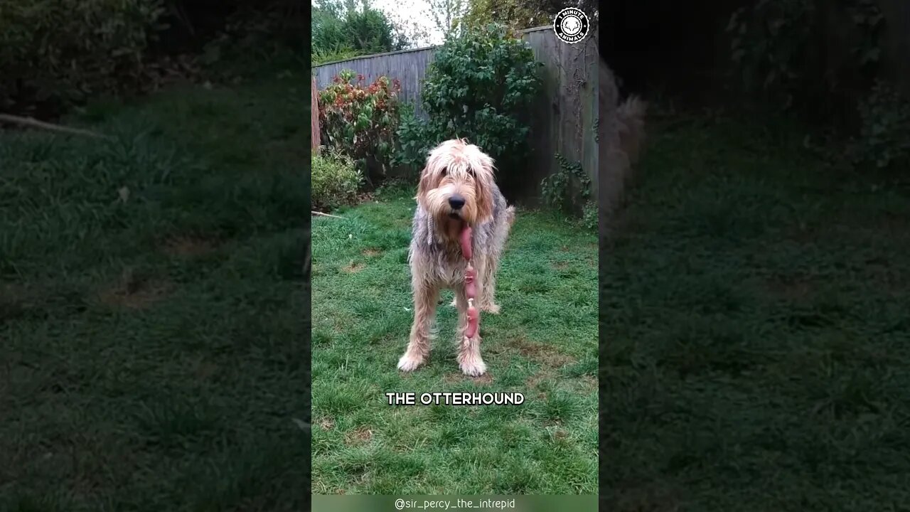 Otterhound 🦦 From Otter Hunter to Companion!