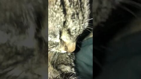 Close up of purring kitten