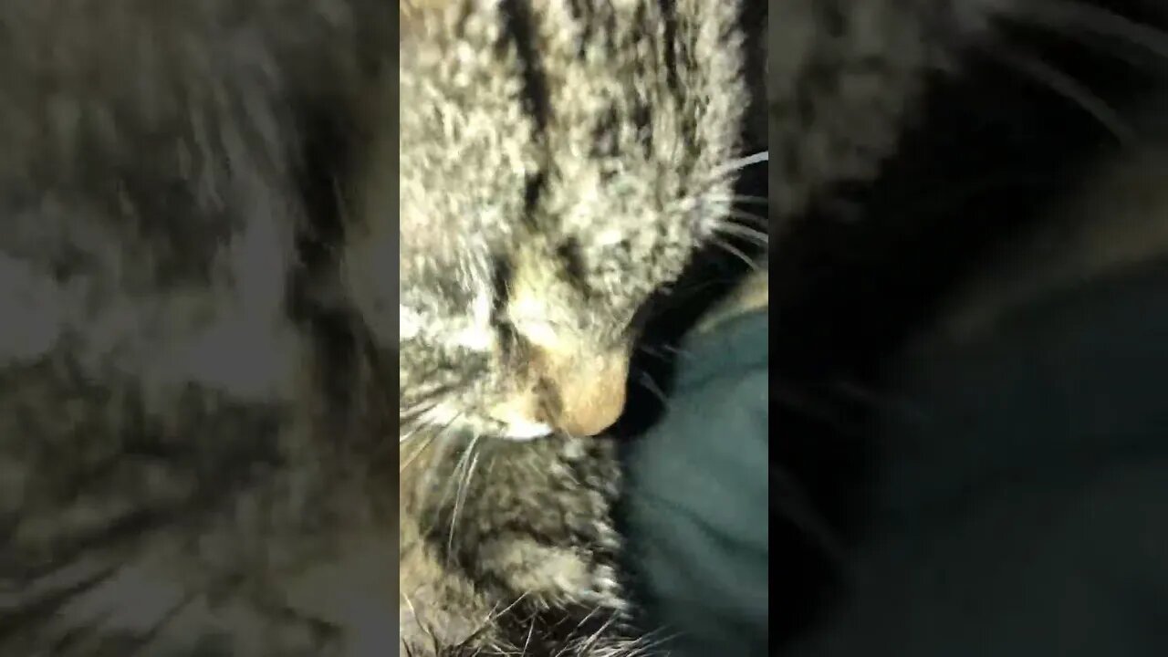 Close up of purring kitten