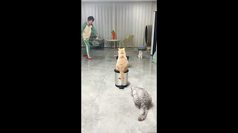 Cats playing with ball