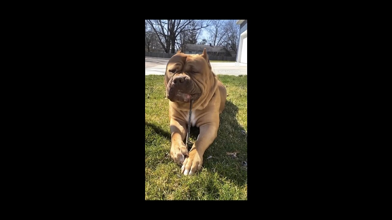 GIANT Pit Bull loves chomping on “trees” 🦁🪵😋