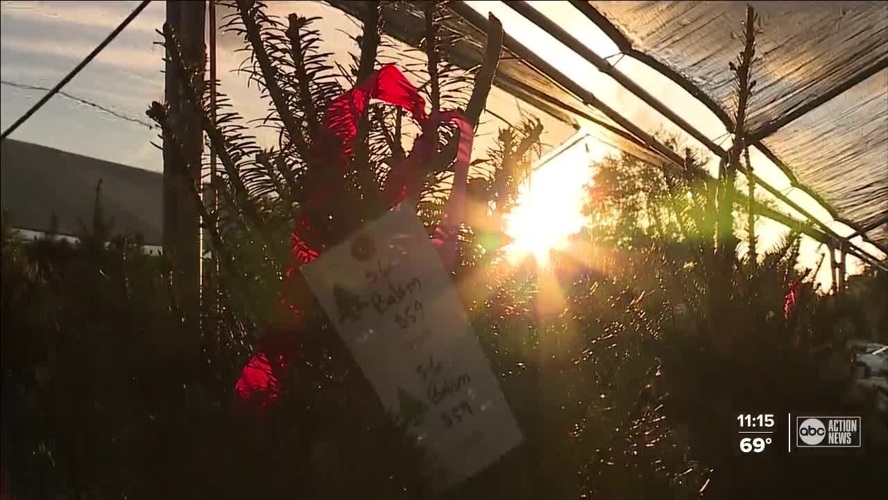 Christmas trees expected 'to go fast' due to seasonal shortage, high demand