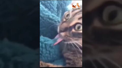 Try not to laugh - cute and funny cats reaction videos compilation #162 | Pets and Wild #pets #cats