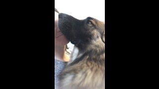 Adorable puppy Magnus the Leonberger gives hugs and kisses