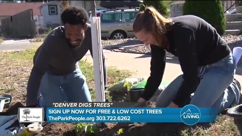 Low Cost & Free Trees // The Park People