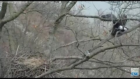 Hays Bald Eagles mating slow motion 2020 01 16 1142AM