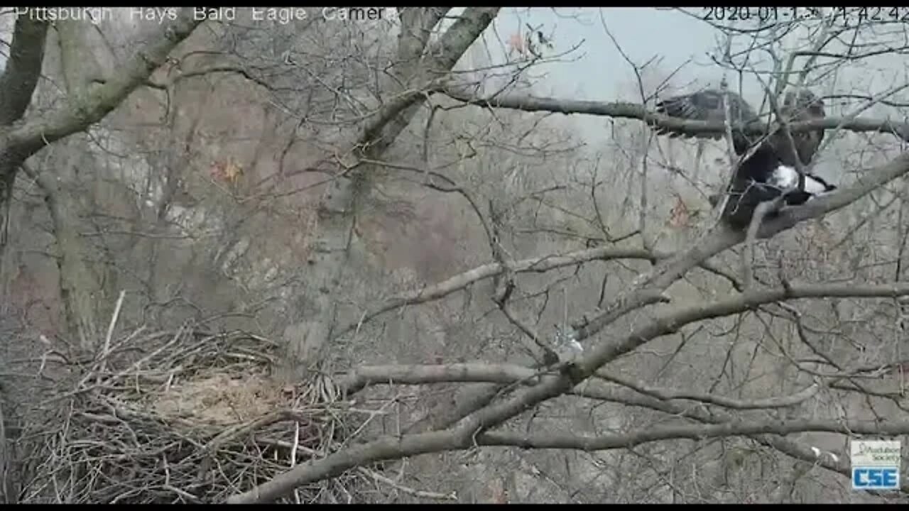 Hays Bald Eagles mating slow motion 2020 01 16 1142AM