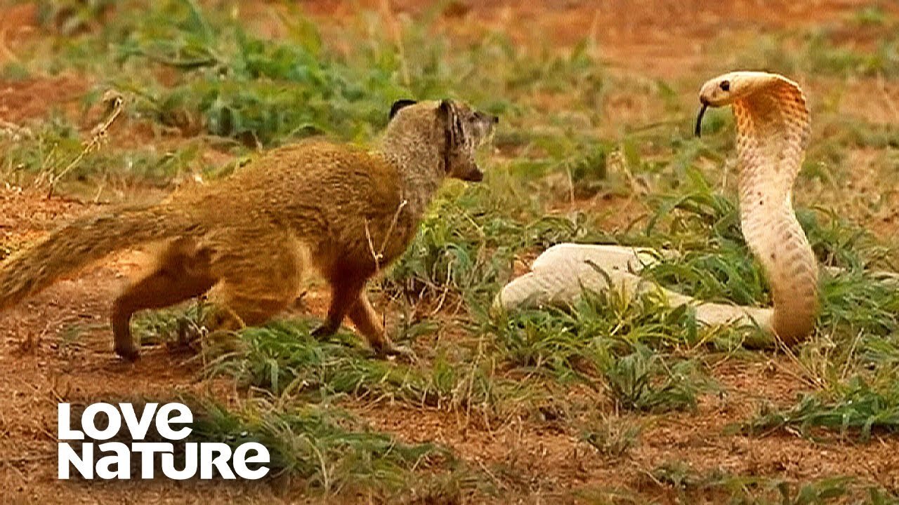 Cobra VS Mongoose | science4you