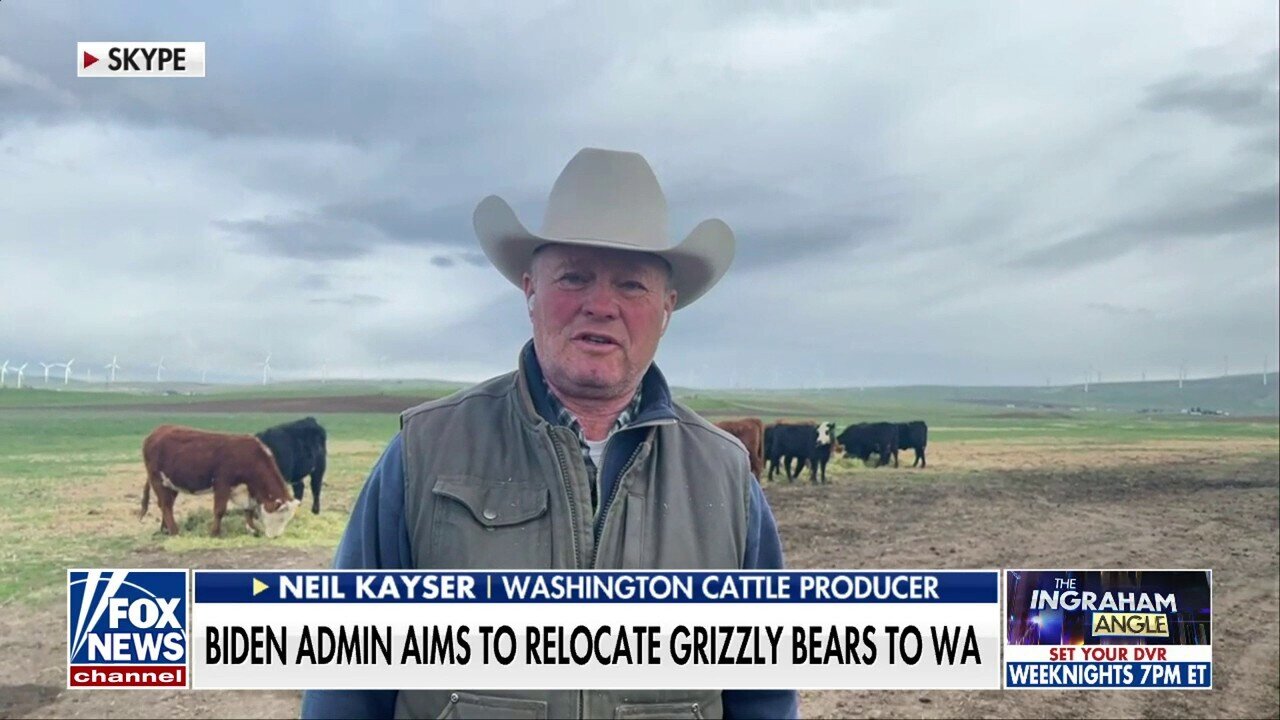 Washington Cattle Producer Neil Kayser: Grizzly Bear Relocation A Danger To Families And Livestock