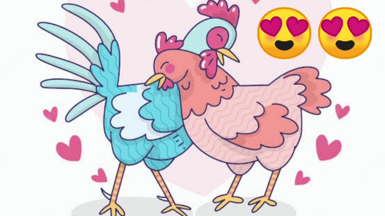 Wise chicken pair😍♥️♥️