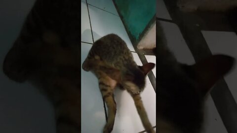 kucing