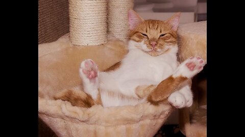 Funny Cats Compilation - Best Funny Cat Videos