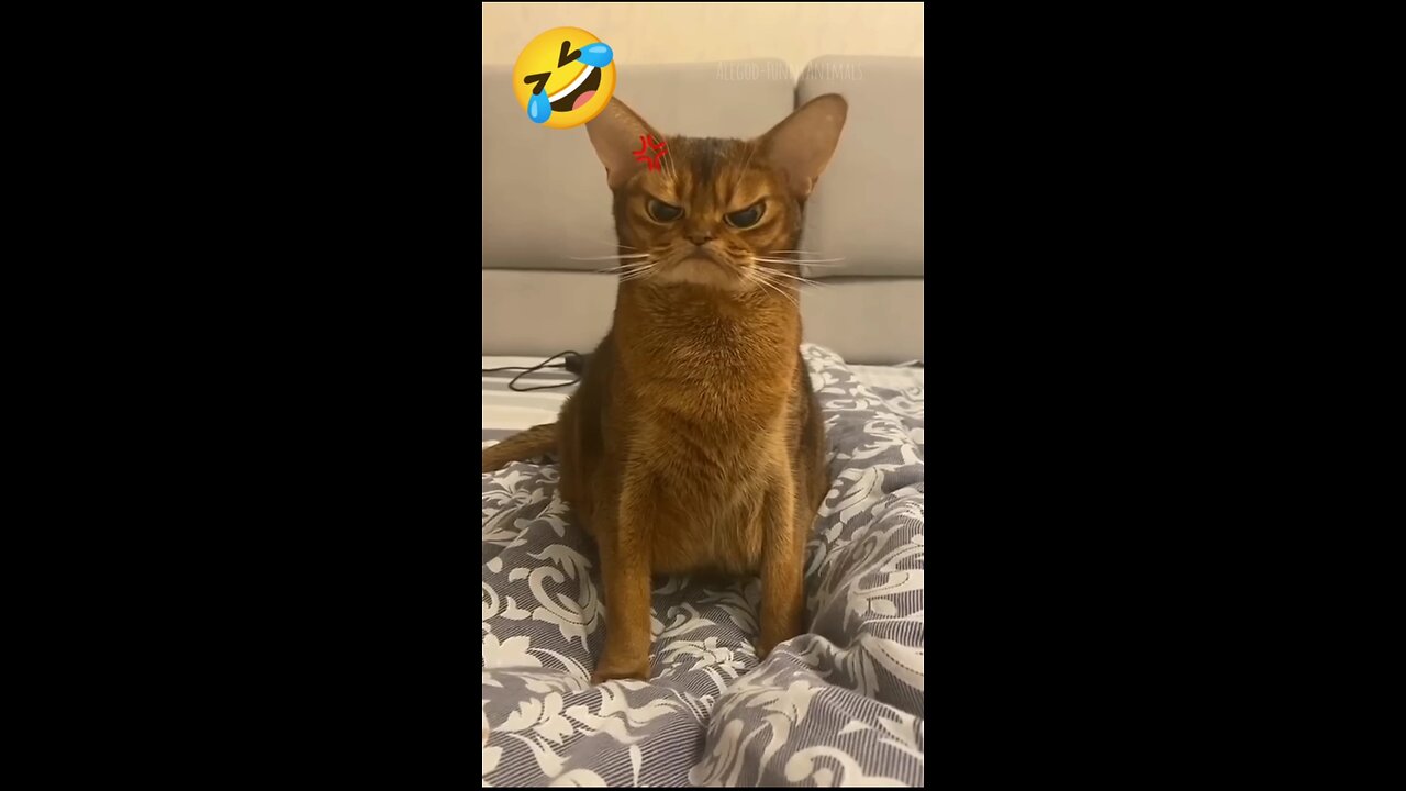 Funny videos |🐈 cat funny moment