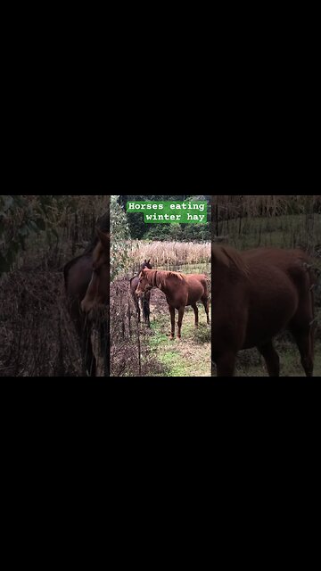 Horses eat winter hay