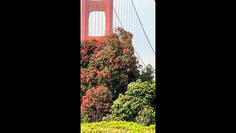 golden gate bridge