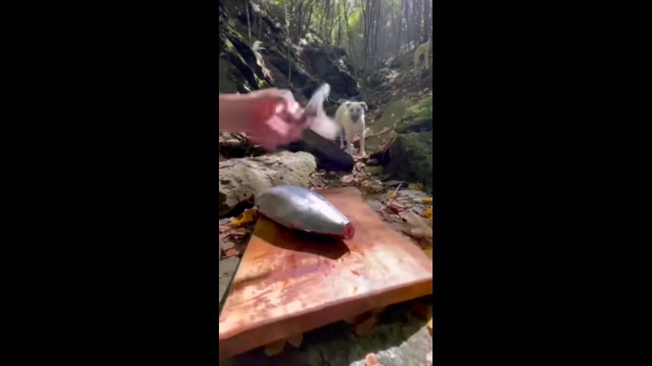Frying Bonito on Earth Stone