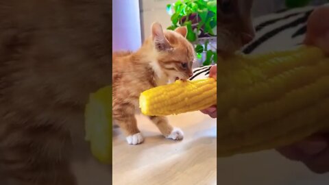 So Cute Baby Cat Eat 🌽|| 🐈🐱 cute moments #shorts #shortsfeed #animals