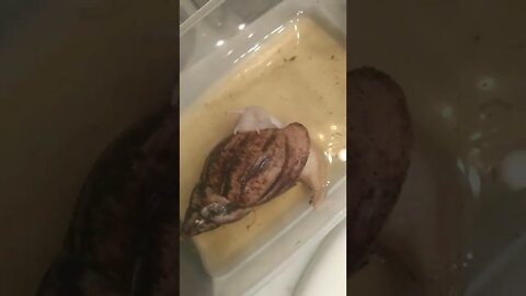 Giant land snails having a green tea spa for DRS