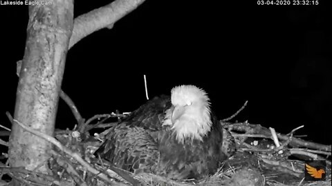 AACS / Lakeside Mom lays 2nd egg 3/4/20 11:33pm