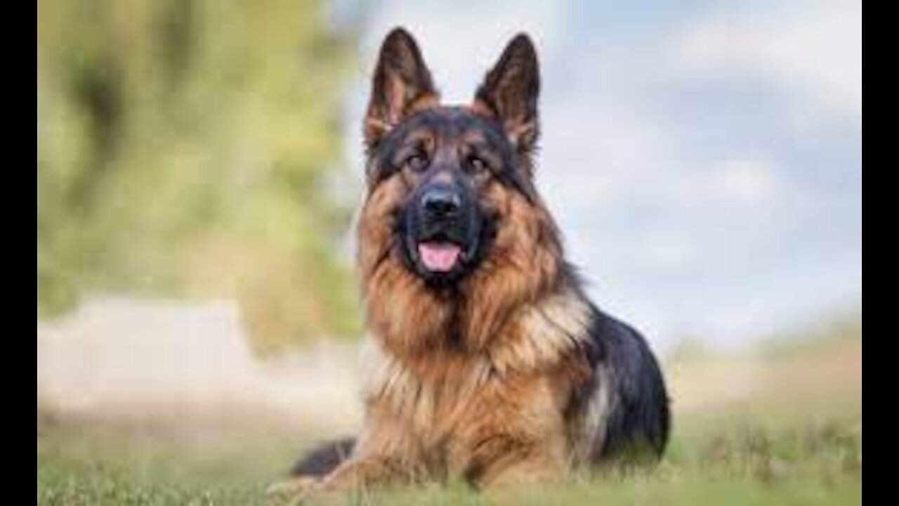 German Shepherd with Aggression Issues - German Shepherd Dog Trainers