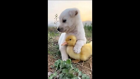 Puppy#ducklings😍