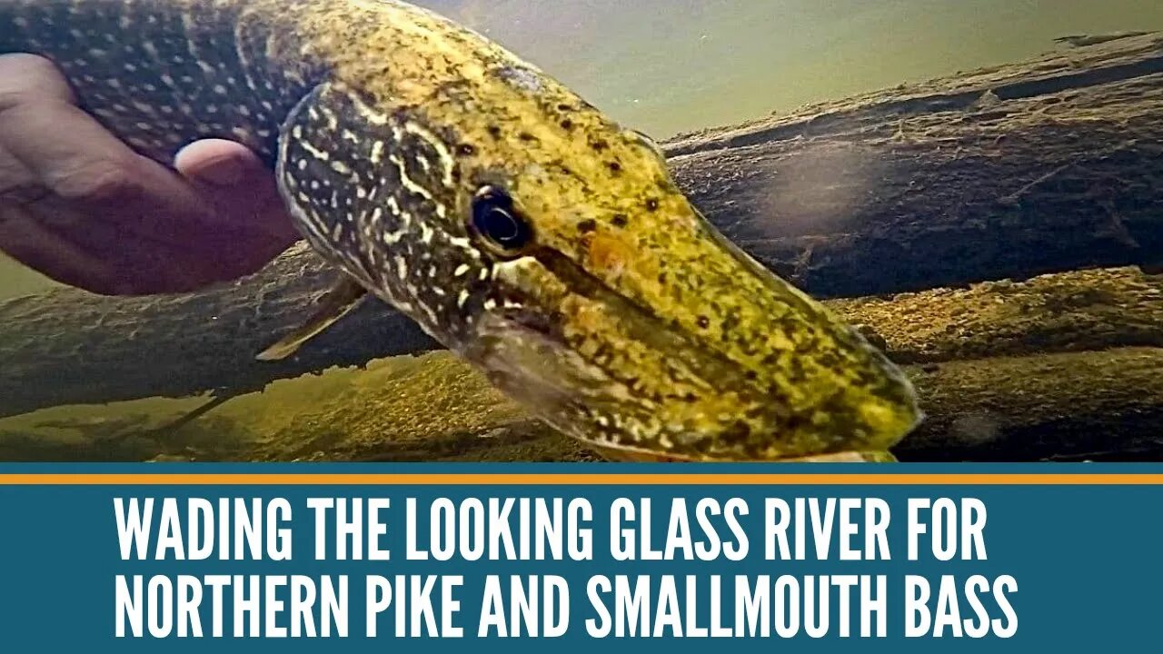 Wading The Looking Glass River For Northern Pike And Smallmouth Bass / Michigan River Fishing