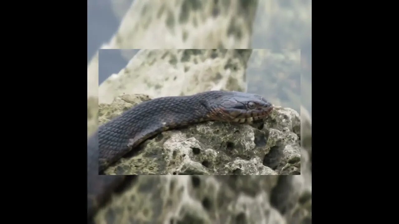 Florida water snake