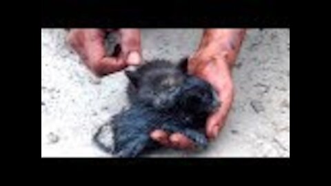 Kittens Rescued From Oil Spill by Heroic Man