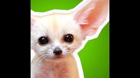 Scarry, animals, scared.