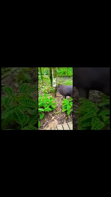 Friendly Wild Tapir Encounter (Funny Baby Reaction)
