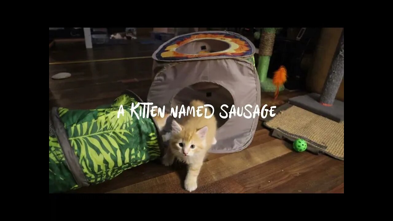 A Kitten Named Sausage - 5 Weeks