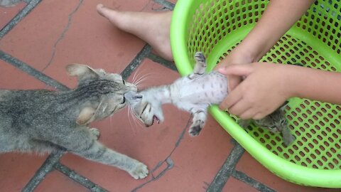 Mama Cat Takes Back Crying Kitten From Toddler