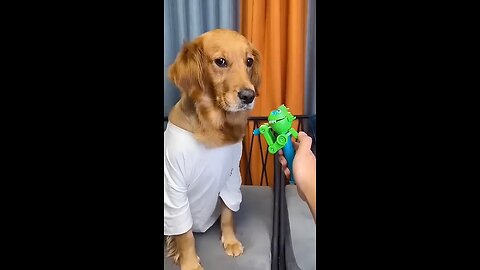 funny dog video