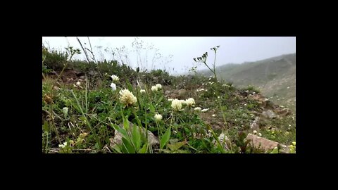 Highland Flowers (Yayla Çiçekleri)