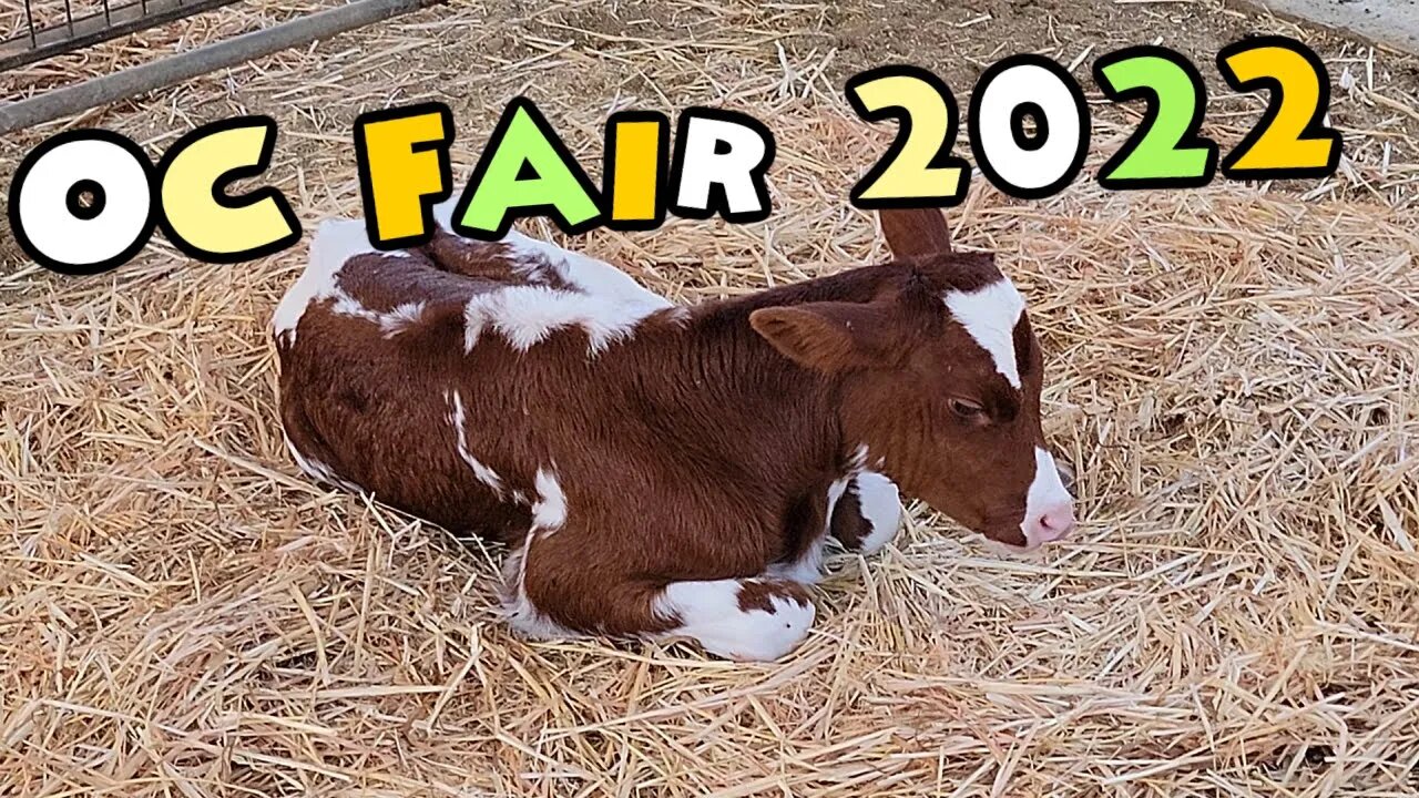 OC Fair 2022 Food Rides And Fun