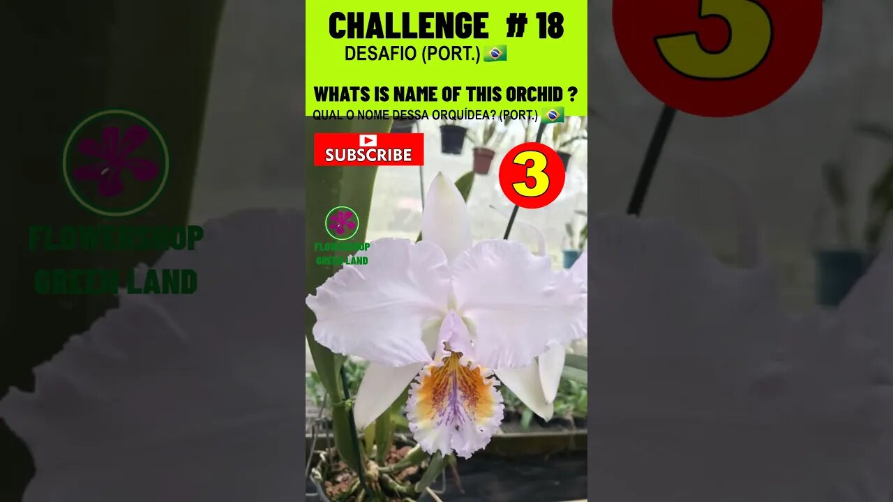 CHALLENGE # 18 | WHATS IS NAME OF THIS ORCHIDS? | YOU WANT TO LEARN? |# SHORT