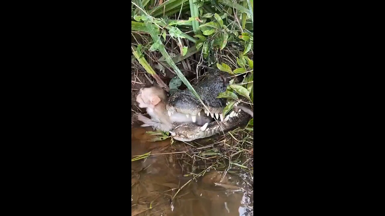 The crocodile attacked the to lil monkey