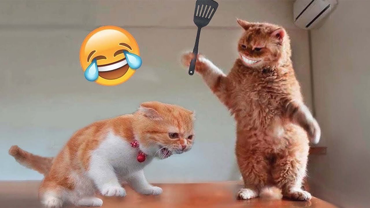 Funny animal videos 2023 - Funny cats/dogs - Funny animals Part02/Haypyy Pett