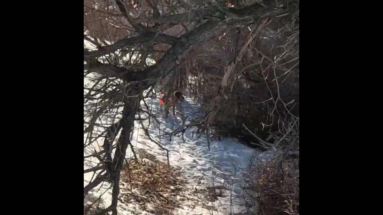 Colorado Pheasant Hunting: Lily’s Unbelievable Point on a Bird in a Deep Thicket!