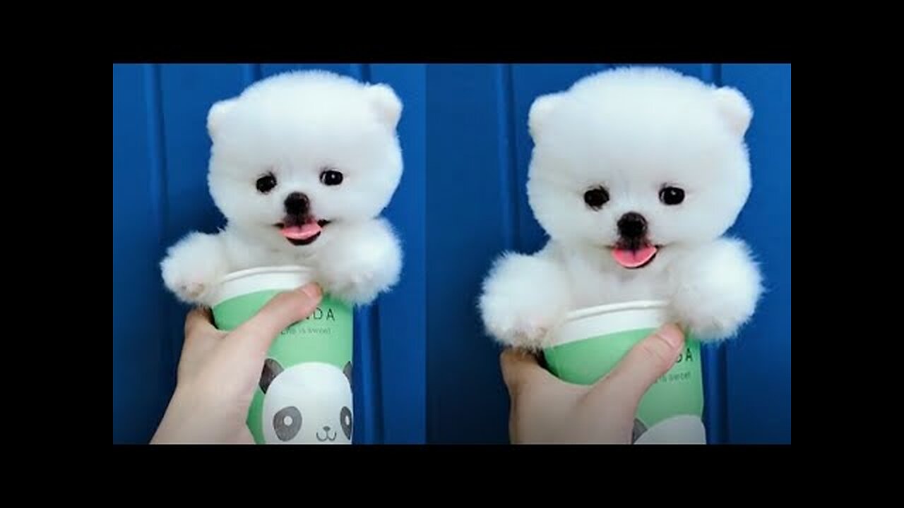 dogs funny videos