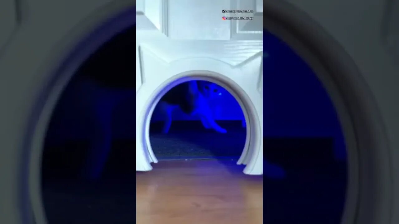 balada vip 😂😂 #shorts