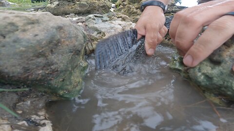 Trying to Catch Invasive Catfish without a hook or line!!!