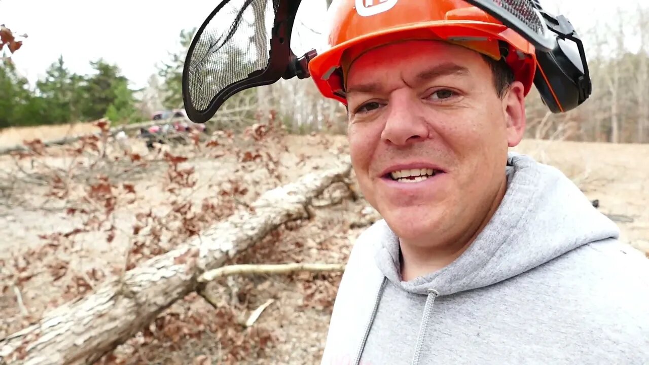 This Oak Might Make Good Lumber and Firewood