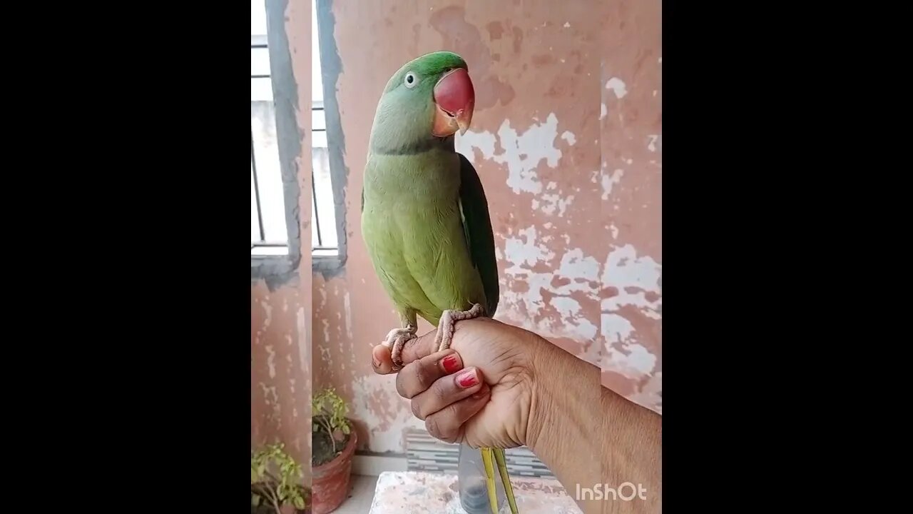 Lovely Parrot